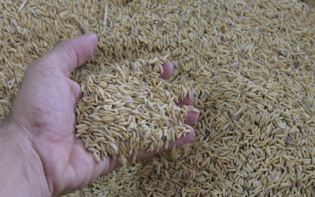 El Gobierno evalúa vender el excedente de arroz a varios países