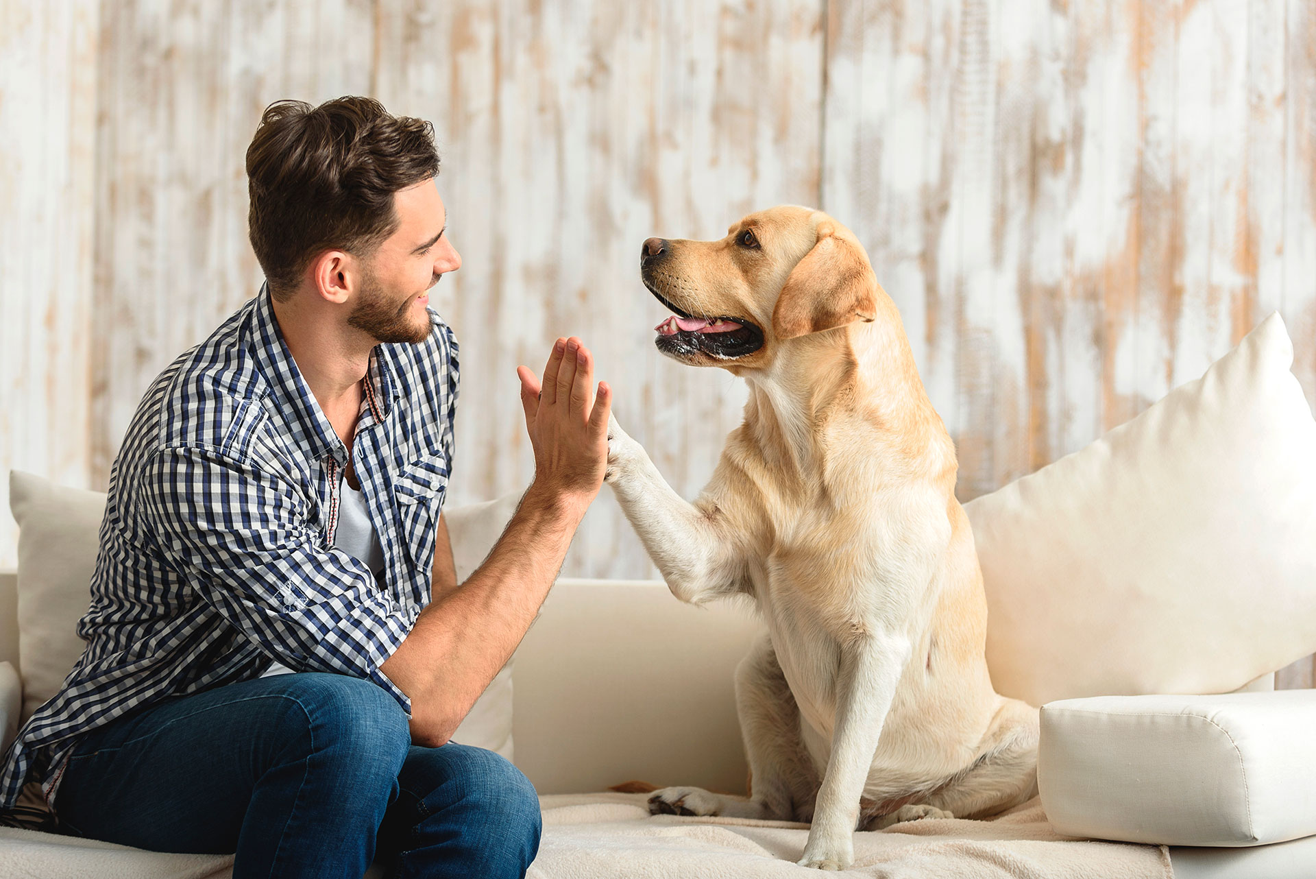 https://cdn.deultimominuto.net/wp-content/uploads/2022/07/Beneficios-de-tener-una-mascota-para-la-salud-mental.jpg