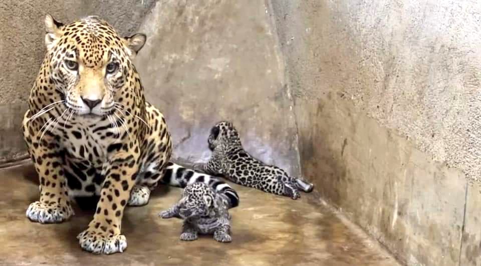 Zoológico de Nicaragua reproduce dos jaguares en peligro de extinción