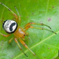 Pringles quiere que se bautice a una araña con su nombre - Noticias de hoy en República Dominicana | De Último Minuto