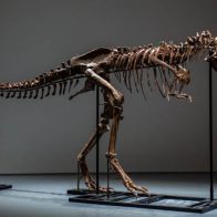 Venden por US$6 millones el esqueleto de un dinosaurio del Cretácico - Noticias de hoy en República Dominicana | De Último Minuto