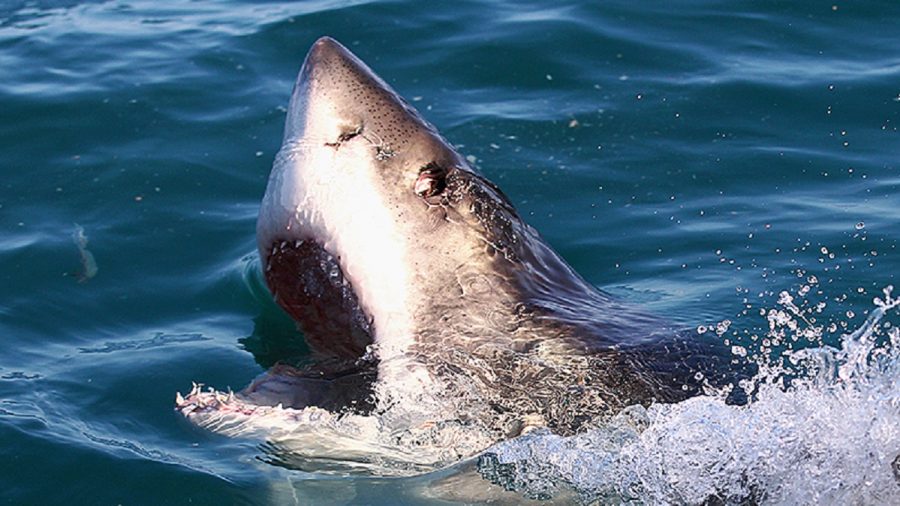 Hospitalizan hombre por mordedura de un tiburón en Florida