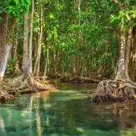 La Tierra ha perdido un tercio de sus manglares, según científicos - Noticias de hoy en República Dominicana | De Último Minuto