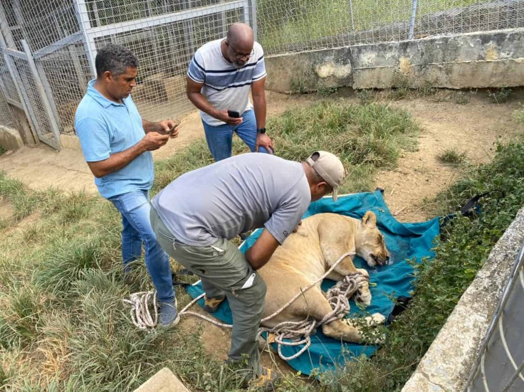 León que escapó de hacienda en Puerto Plata es llevado al Zoológico Nacional