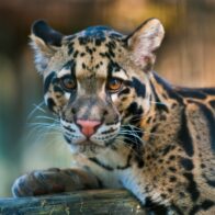 Día Internacional del Leopardo Nublado