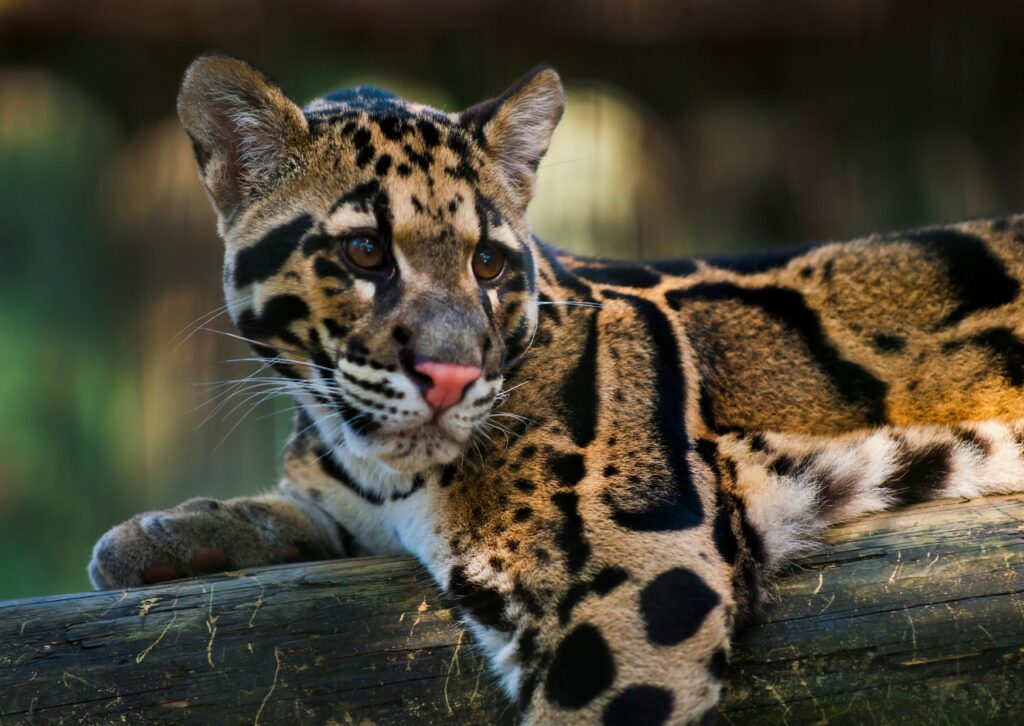 4 de agosto: Día Internacional del Leopardo Nublado, un llamado a la conservación de una especie majestuosa | 3 | 4 de agosto: Día Internacional del Leopardo Nublado, un llamado a la conservación de una especie majestuosa - Noticias de hoy en República Dominicana | De Último Minuto