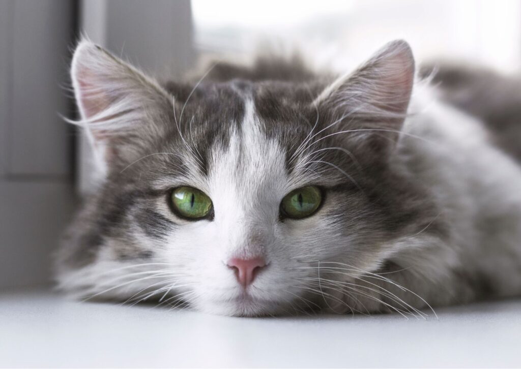 8 de agosto: Día Internacional del Gato, una celebración para nuestros compañeros felinos | 2 | Gato