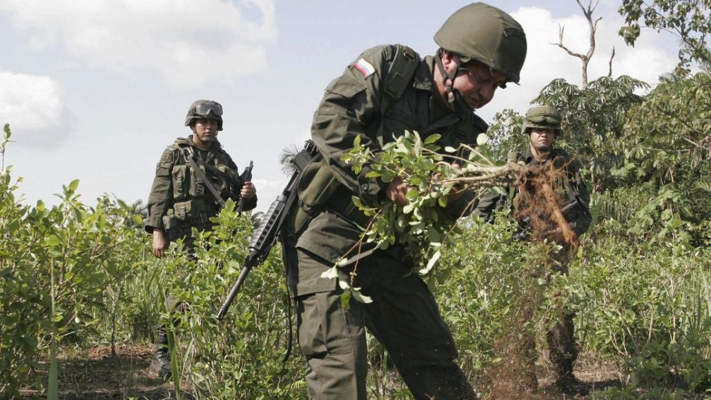 Suspenden la erradicación forzada de cultivos de coca en Colombia