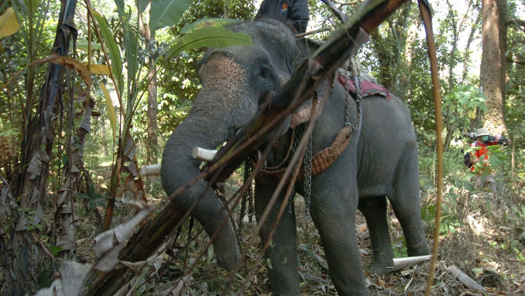 Elefante parte por la mitad a su adiestrador después de que el calor extremo lo 