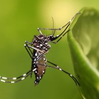 Salud Pública investiga 20 muertes por dengue; pide a población no alarmarse - Noticias de hoy en República Dominicana | De Último Minuto