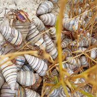 ¡Cero pánico! Cangrejos Ermitaños en Bahía de las Águilas se desplazaron "por exigencias de la reproducción" - Noticias de hoy en República Dominicana | De Último Minuto