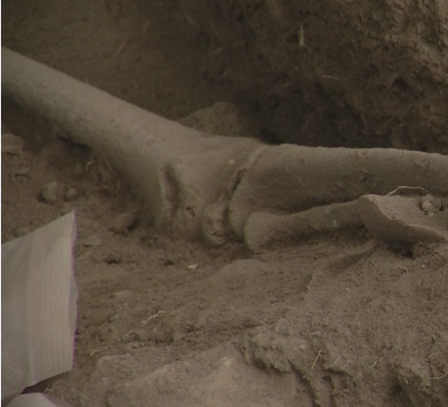 Descubren cementerio de unos 3000 años de antigüedad en Samaná