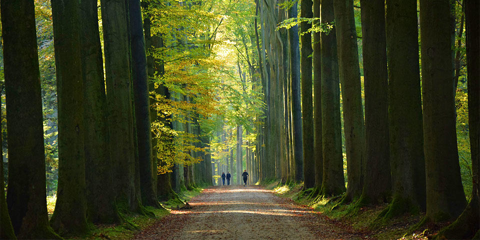 Prohíben fumar en bosques y reservas naturales en una región de Bruselas