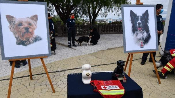 Diez años de cárcel para asesino de perros en el centro de México