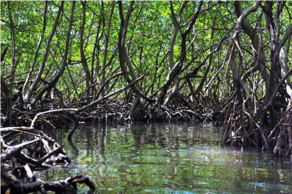 Medio Ambiente recuperó más de 21 kilómetros de manglares en el último año