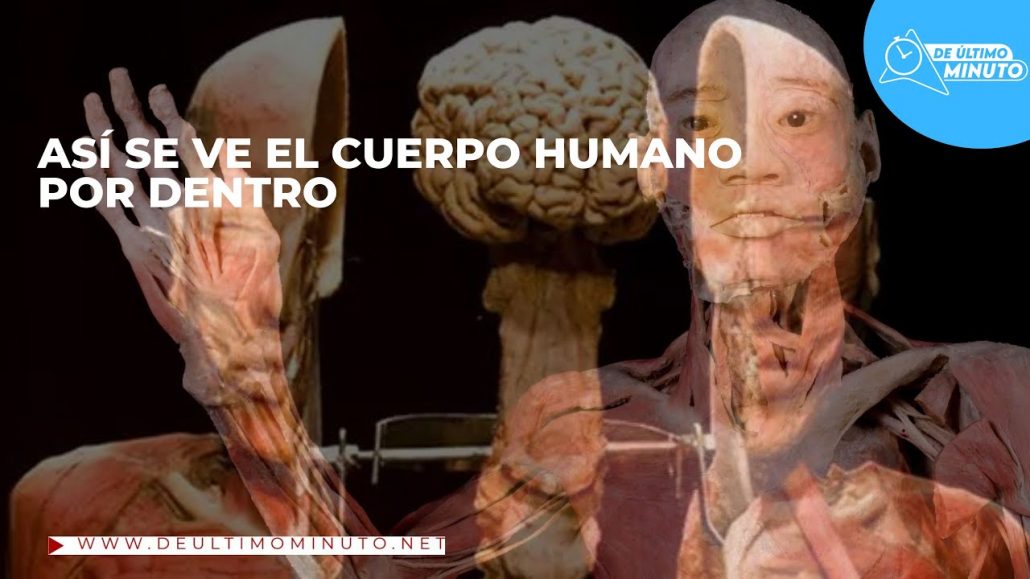 Exposición “Bodies Cuerpos Humanos Reales” llega a RD - Noticias de hoy en República Dominicana | De Último Minuto