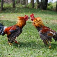 Apresan hombre por robo de más de 100 gallos de pelea en SFM