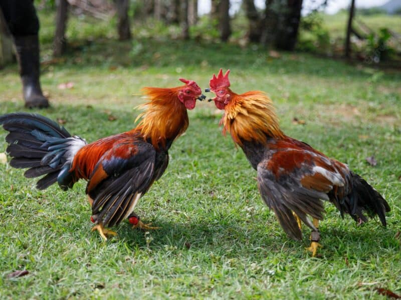 Apresan hombre por robo de más de 100 gallos de pelea en SFM