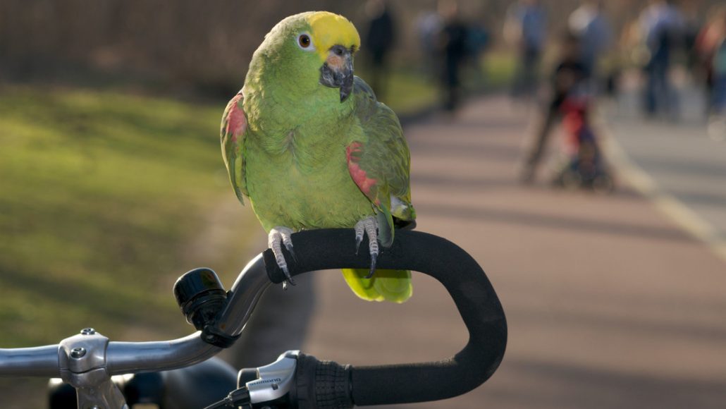 Un loro “noquea” a un ciclista en el norte de España