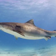 Pescadores ayudan a un tiburón tigre regresar al mar - Noticias de hoy en República Dominicana | De Último Minuto