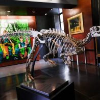 ¡Por casi US$500 mil! Subastan un dinosaurio de 150 millones de años - Noticias de hoy en República Dominicana | De Último Minuto