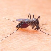 Después de 22 años Costa Rica detecta un caso de dengue tipo 4 - Noticias de hoy en República Dominicana | De Último Minuto