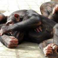 Amenazan con matar a tres chimpancés que fueron secuestrados en un santuario si no pagan rescate - Noticias de hoy en República Dominicana | De Último Minuto