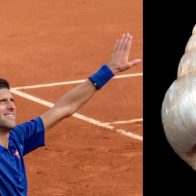 Nombran una nueva especie de insecto en honor al tenista Novak Djokovic - Noticias de hoy en República Dominicana | De Último Minuto