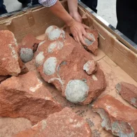 Hallan huevos de dinosaurio de 80 millones de años en el centro de China