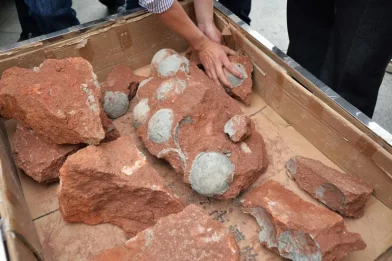 Hallan huevos de dinosaurio de 80 millones de años en el centro de China