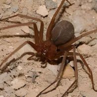 Medio Ambiente no detectó presencia de araña marrón en Valverde - Noticias de hoy en República Dominicana | De Último Minuto
