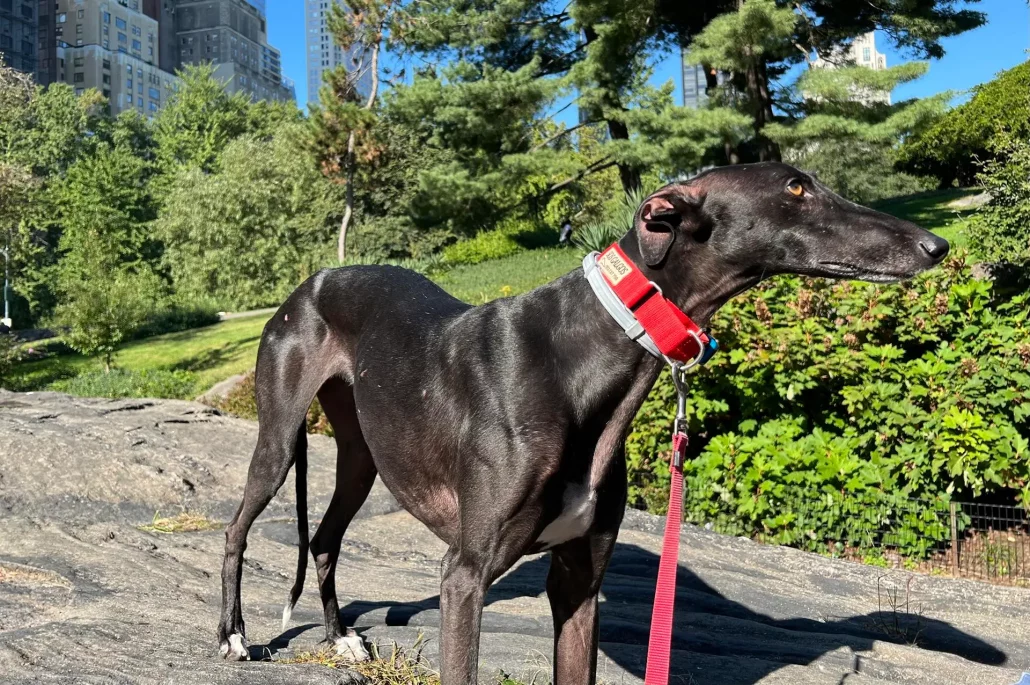 Una perrita galgo Aitana llega a Nueva York huyendo del maltrato animal en España