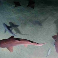 Aprueban una propuesta de Panamá para salvar 54 especies de tiburones - Noticias de hoy en República Dominicana | De Último Minuto