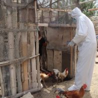 Sacrifican más de 180,000 aves en Ecuador para frenar gripe aviar - Noticias de hoy en República Dominicana | De Último Minuto