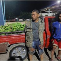 Apresan a dos personas con 50 racimos plátanos robados en una finca de Esperanza - Noticias de hoy en República Dominicana | De Último Minuto