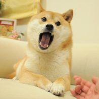 Kabosu, la perrita que inspiró la criptomoneda dogecóin tiene leucemia - Noticias de hoy en República Dominicana | De Último Minuto