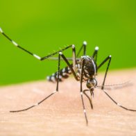 Guatemala declara emergencia sanitaria por epidemia de dengue - Noticias de hoy en República Dominicana | De Último Minuto