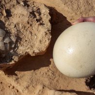 Descubren huevos de avestruz de más de 4,000 años en Israel - Noticias de hoy en República Dominicana | De Último Minuto