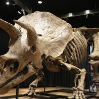 Museo de Florida exhibirá el mayor Triceratops jamás hallado en el planeta - Noticias de hoy en República Dominicana | De Último Minuto