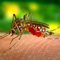 dengue