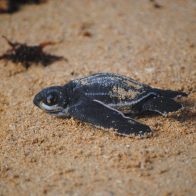 Arranca en República Dominicana la temporada de anidaje de la tortuga tinglar - Noticias de hoy en República Dominicana | De Último Minuto
