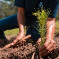 Plantarán más de 3,500 árboles en los alrededores de Duquesa - Noticias de hoy en República Dominicana | De Último Minuto