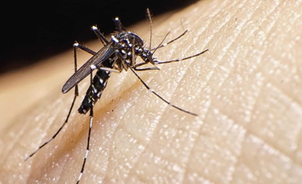Salud Pública emite una alerta epidemiológica por chikungunya