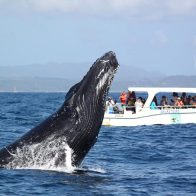 Más de 64 mil visitantes fueron recibidos en la Temporada de Ballenas Jorobadas 2023 - Noticias de hoy en República Dominicana | De Último Minuto