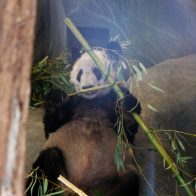 La panda gigante Ya Ya está lista para su regreso de EE.UU. a China