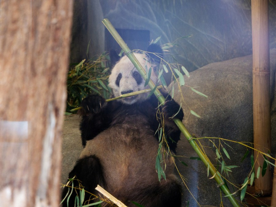 La panda gigante Ya Ya está lista para su regreso de EE.UU. a China