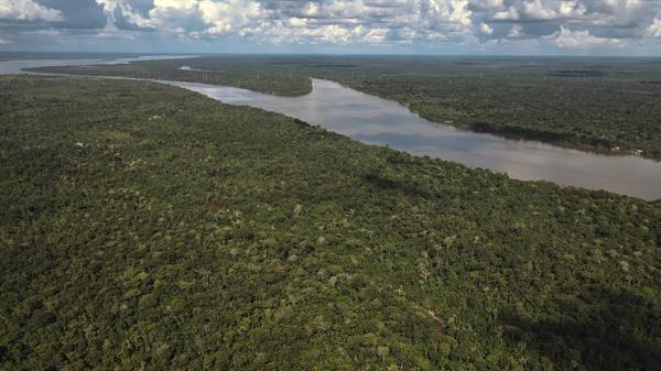 Los bosques del Amazonas meridional y occidental, en riesgo de morir por sequía