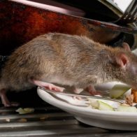 Nueva York obligará a los restaurantes a usar contenedores herméticos contra las ratas - Noticias de hoy en República Dominicana | De Último Minuto