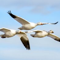 13 mayo: Día Mundial de las Aves Migratorias 2023 - Noticias de hoy en República Dominicana | De Último Minuto