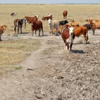 FAO pide a Centroamérica adaptar su agro al "clima del futuro" ante la llegada de El Niño - Noticias de hoy en República Dominicana | De Último Minuto